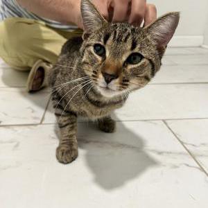 Image of Unknown, Found Cat