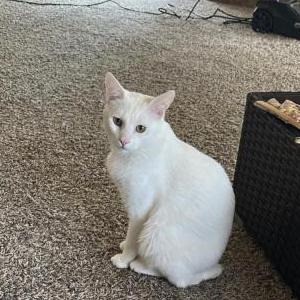 Image of Olaf, Lost Cat