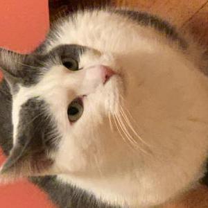 Image of Adam, Lost Cat