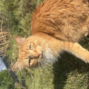 Image of Pumpkin, Lost Cat
