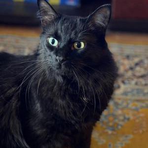 Lost Cat Zusa