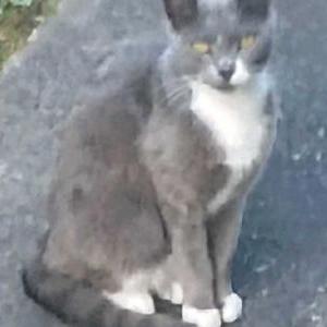 Image of Greyboi, Lost Cat