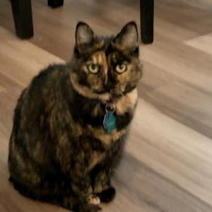 Image of Charlie, Lost Cat
