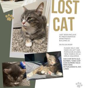 Image of Mia, Lost Cat