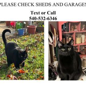 Image of Penny, Lost Cat