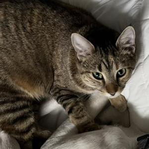 Image of Nala, Lost Cat