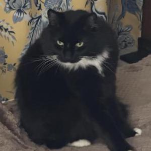 Image of Oreo, Lost Cat