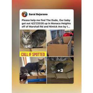 Lost Cat Dude