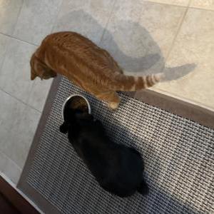 Image of Orla, Lost Cat