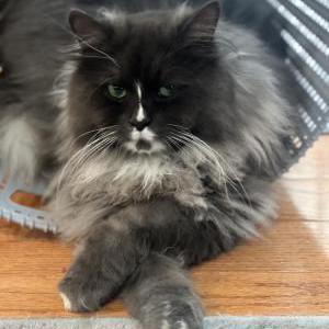 Image of Loki, Lost Cat