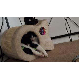Lost Cat Eevee