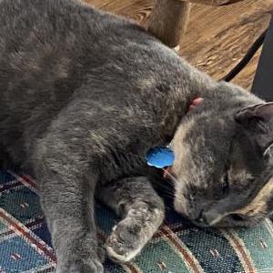 Image of Charlotte, Lost Cat