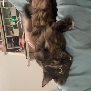 Image of Autume, Lost Cat