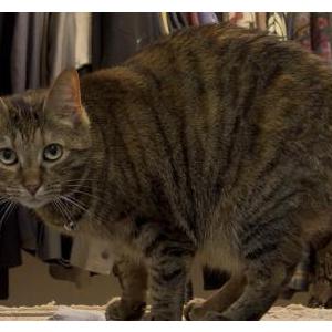 Image of Lila, Lost Cat