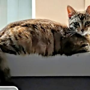 Image of Squirt, Lost Cat