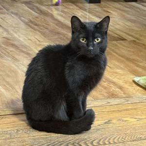 Image of Axel, Lost Cat