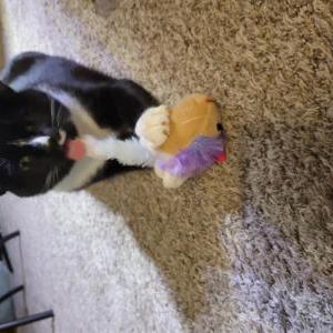 Image of Charlie (Maxwell), Lost Cat