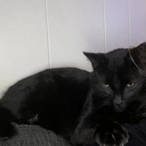 Image of Trooper, Lost Cat