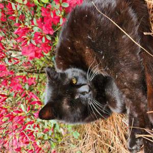Image of Jade, Lost Cat