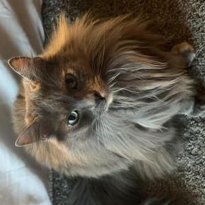 Lost Cat Casca