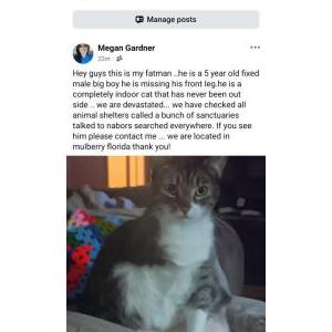 Image of Fatman, Lost Cat