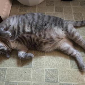 Image of Squirmy, Lost Cat