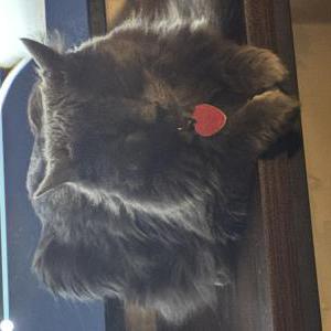 Lost Cat Shawarma