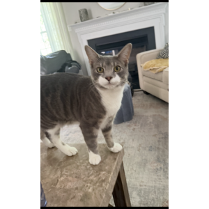 Lost Cat Sherman