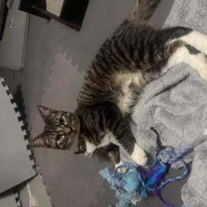 Image of unknown, Found Cat