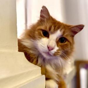 Image of Leo, Lost Cat