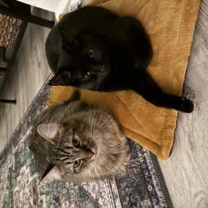 Image of Dahlia, Lost Cat