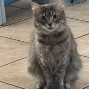 Image of Millie, Lost Cat