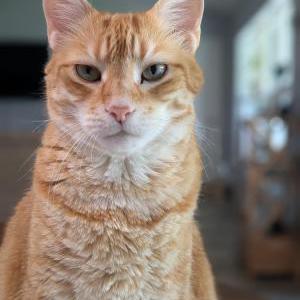Lost Cat Owen