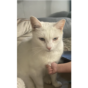 Image of Bane, Lost Cat