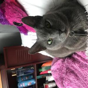 Image of Lola, Lost Cat