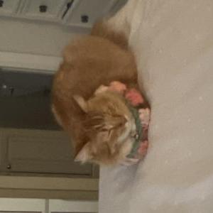 Image of Love, Lost Cat