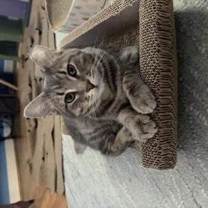 Lost Cat Oswald