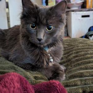 Image of Lavender, Lost Cat