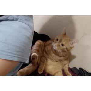 Image of Shorty, Lost Cat