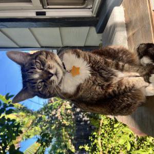 Lost Cat Zhaleh