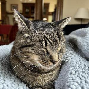 Lost Cat Tom