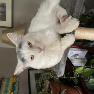 Image of George, Lost Cat
