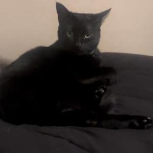 Lost Cat Midnight