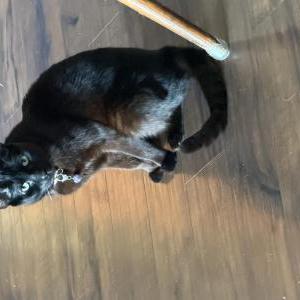 Image of Midnight, Lost Cat
