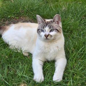 Image of Chloe, Lost Cat