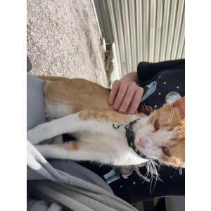 Image of ciggy, Lost Cat