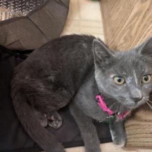 Image of Scooter, Lost Cat