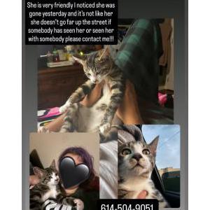 Lost Cat oreo