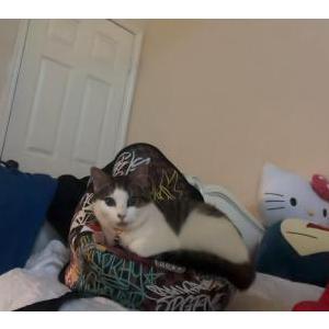 Image of chi, Lost Cat