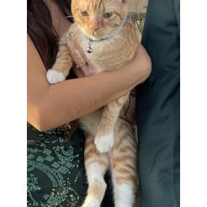 Image of Leo, Lost Cat